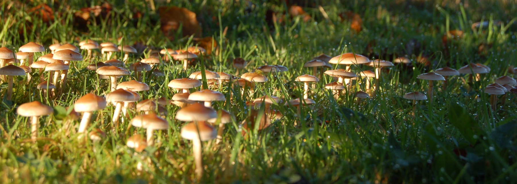 Field of mushrooms