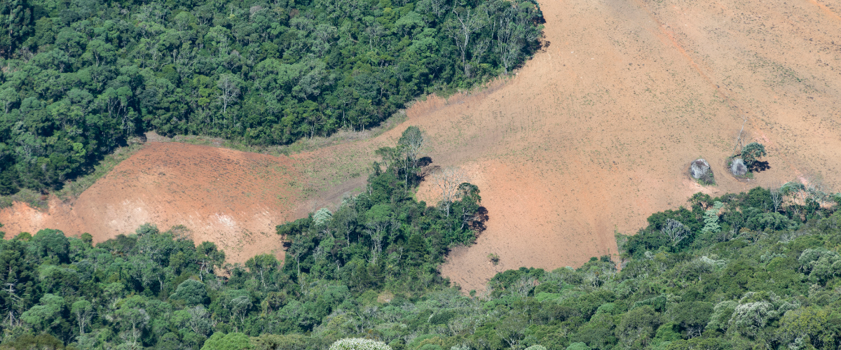 Deforestation of the rainforest