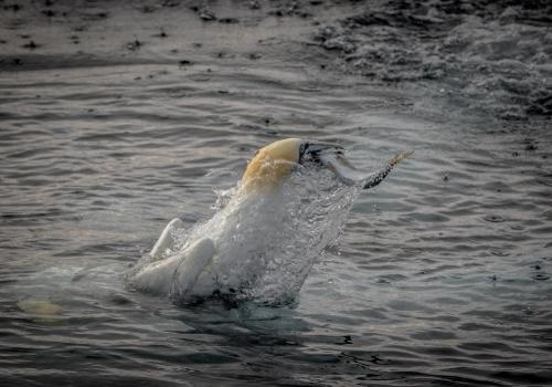 A gannet catching a fish