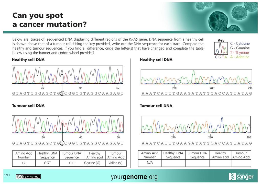 Kras Cancer Mutation Activity Stem