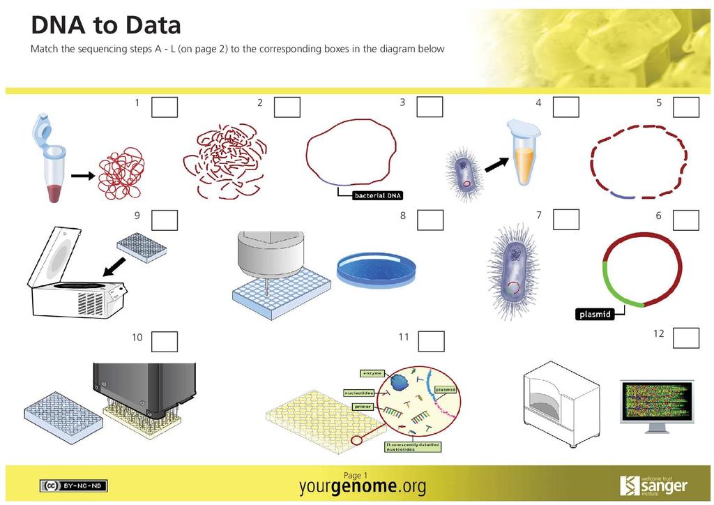 dna sequencing cartoon