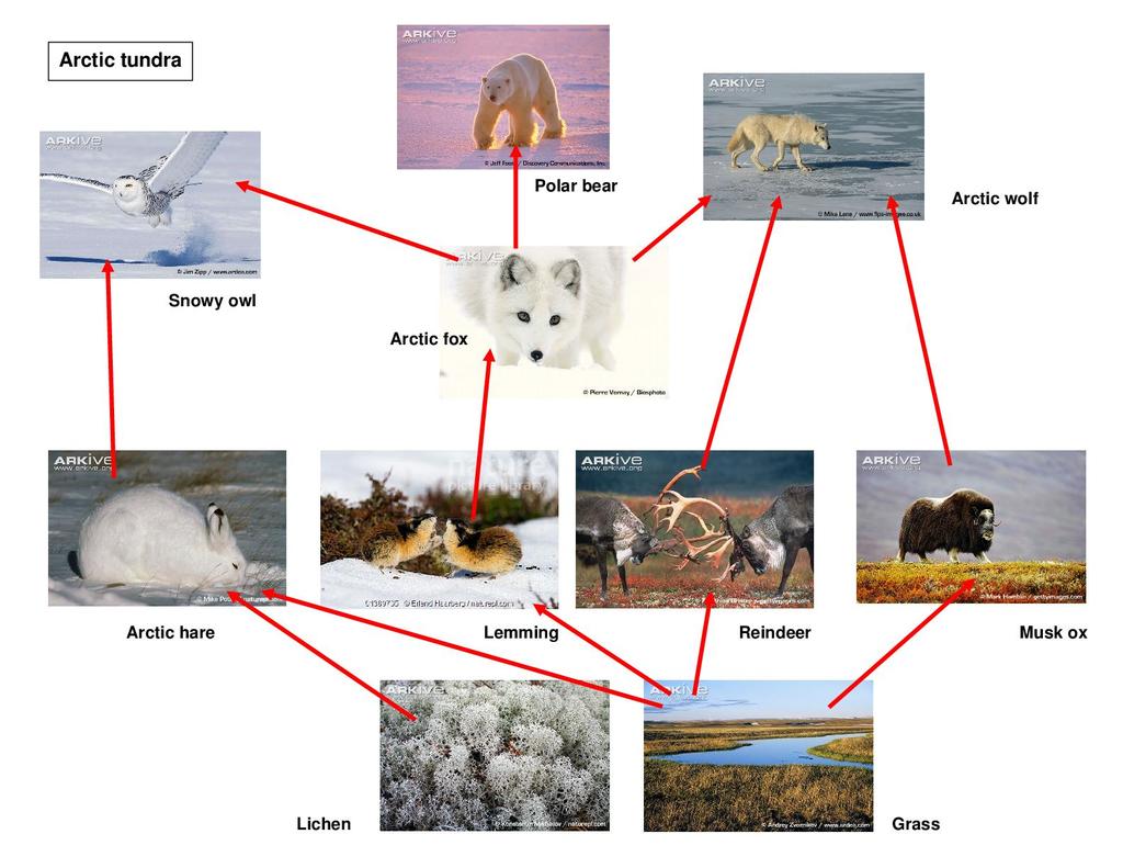 Web of Wildlife (Age 24-24)  STEM Regarding Food Web Worksheet High School