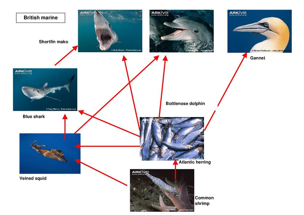 Bottlenose Dolphin Food Chain