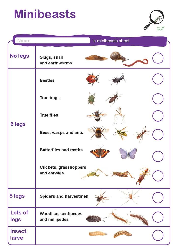 Education Pack: Minibeasts - Invertebrate Survey | STEM