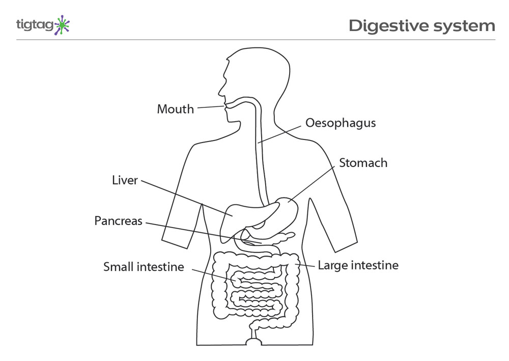 Digestive System Diagram Complete Guide | EdrawMax