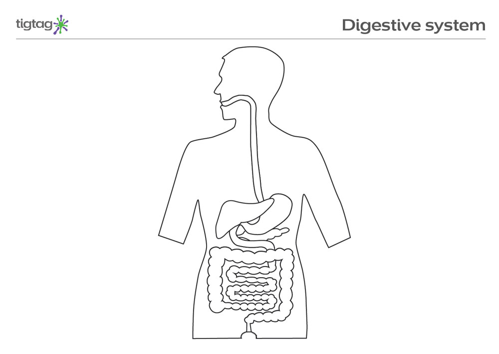 How TO Draw human digestive system easy/human digestive systep drawing -  YouTube