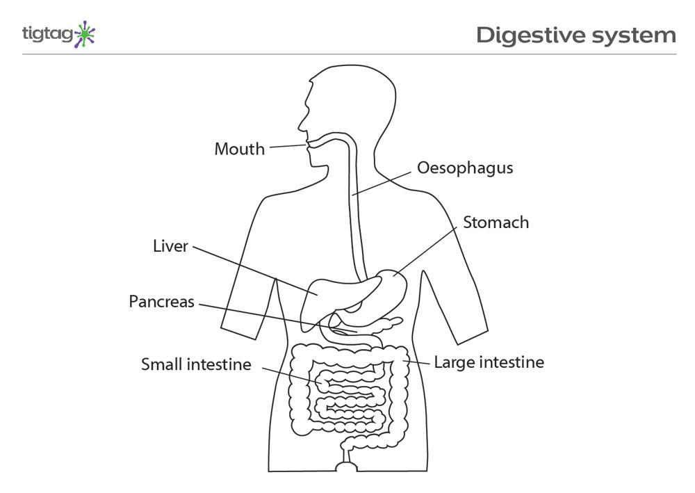 The Digestive System Stem.